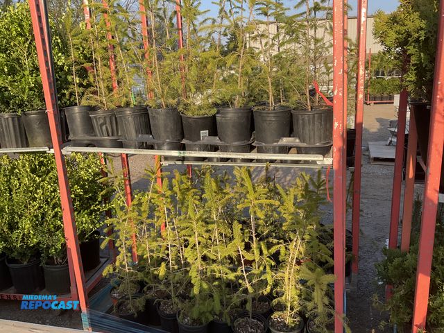 Lot 2-61701 - lot of (50) Spruce Norway 18-24" - grows 40-60' tall by 25' wide, fastest growing spruce (up to 2-3'...