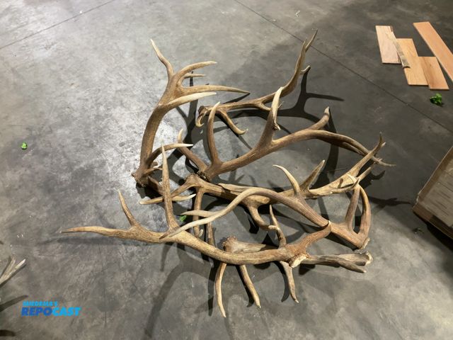 Lot 2-55786 - (7) Assorted Elk Antlers(DOBSON)