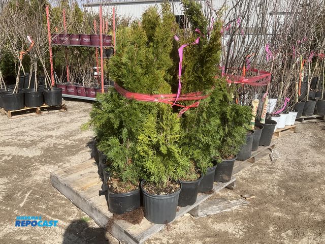 Lot 2-60998 - Lot of (25) Arb. Emerald beauty 2-3' #10 pot, . Grows 10-15' tall by 3-4' wide, Great specimen or pr...