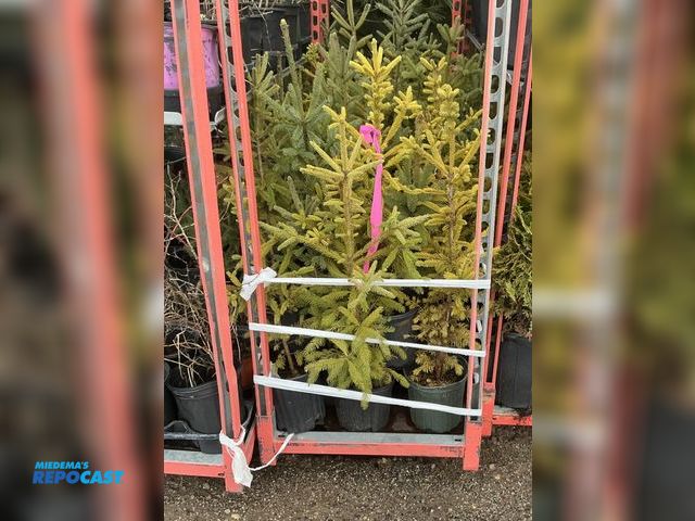 Lot 2-73474 - 50 spruce black hills 18-24" grows 30-60' tall by 15-25' wide dense pyramidal shape tree, very tough...