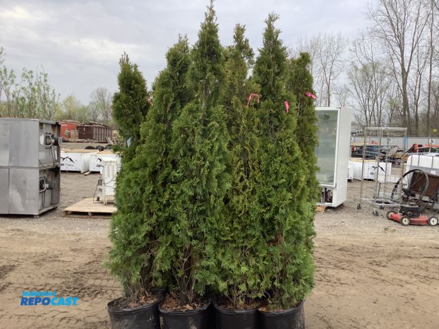 Lot 2-93628 - Lot of (16) Arb. Emerald beauty 5-6'. Grows 10-15' tall by 3-4' wide. Zones 3-7. Great specimen or p...