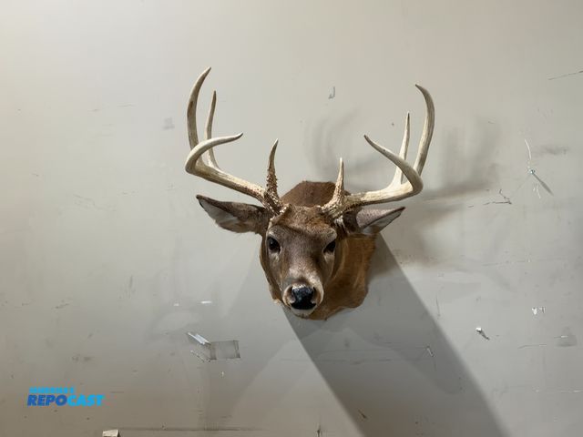 Lot 2-55333 - 8-Point Shoulder Mount Whitetail Deer(DOBSON)