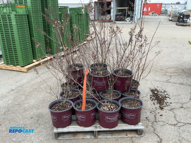 Lot 2-92131 - Lot of (20) Hydrangea Pinky Winky 2'-3', grows 6-8' tall and wide, zones 3-8, huge 2-toned blooms th...