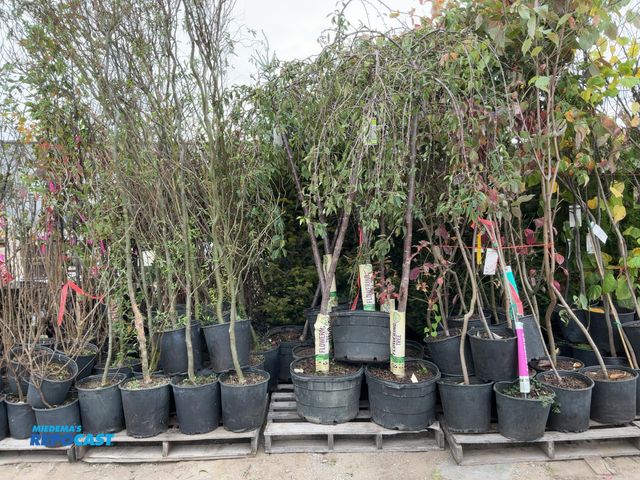 Lot 2-62957 - lot of (8) snow fountain weeping cherry 6' #10pot6 rows 8-12' tall and wide zones 5-8