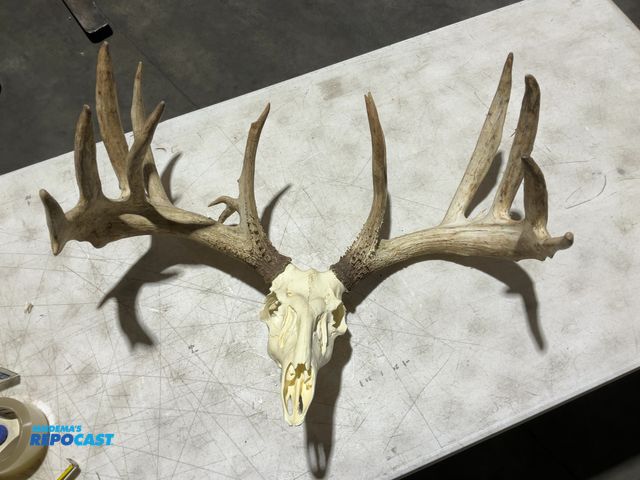 Lot 2-55774 - 17-Point Whitetail Deer European Mount(DOBSON)