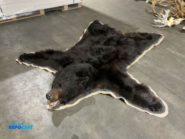 Lot 2-55768 - Black Bear Taxidermy Rug(DOBSON)