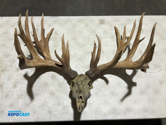 Lot 2-55765 - 25-Point Whitetail Deer Decorative European Mount(DOBSON)
