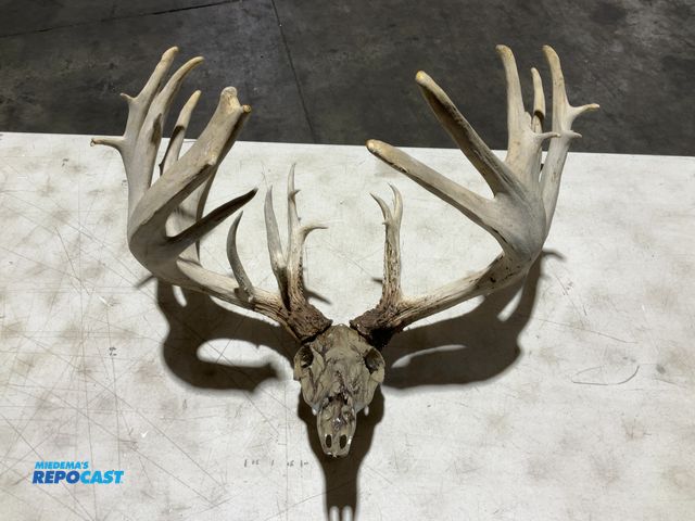Lot 2-55772 - 26-Point Mule Deer Decorative European Mount(DOBSON)