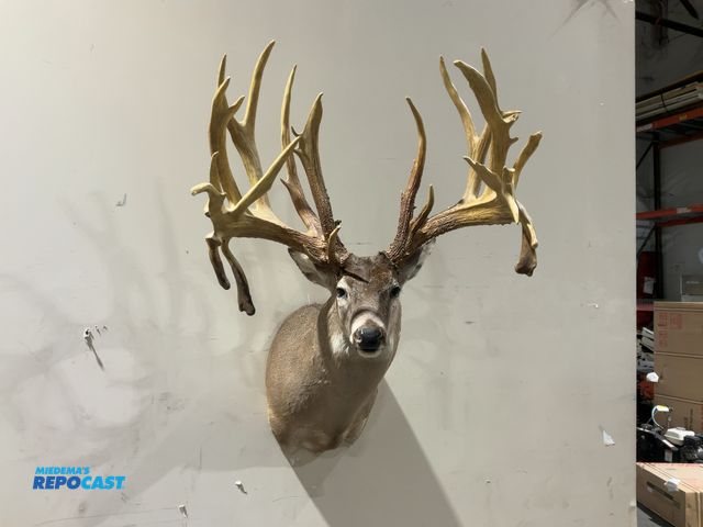 Lot 2-55498 - 27-Point Whitetail Deer Shoulder Mount(DOBSON)