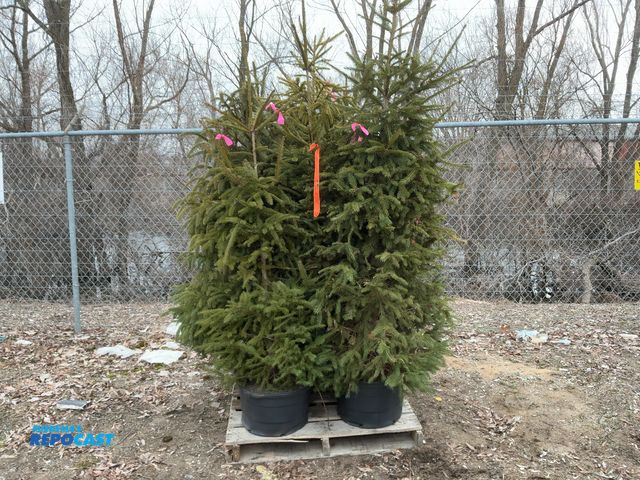 Lot 2-92123 - lot of (8) Spruce Norway 5' - grows 40-60' tall by 25' wide, fastest growing spruce (up to 2-3' per ...