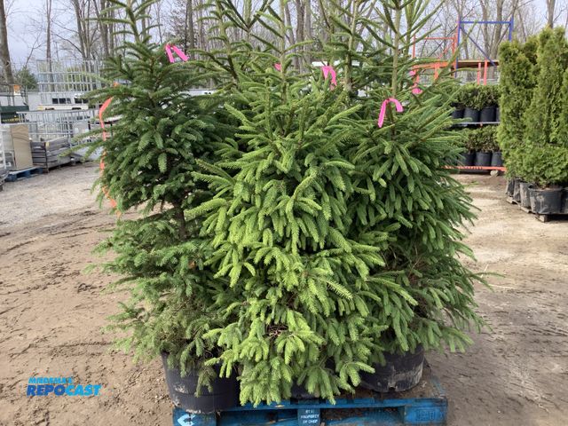 Lot 2-93627 - Lot of (8) Spruce Norway 5-6'. Grows 40-60' tall by 25' wide. Fastest growing spruce (up to 2-3' per...