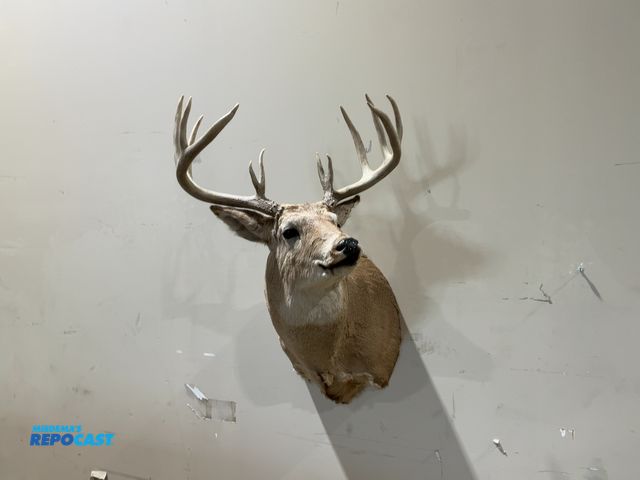Lot 2-55326 - 12-Point Shoulder Mount Whitetail Deer(DOBSON)