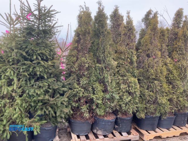 Lot 2-19746 - 16 arb. emerald beauty 5-6' #10 pot grows 10-15' tall by 3-4' wide zones 3-7 a great specimen or pri...