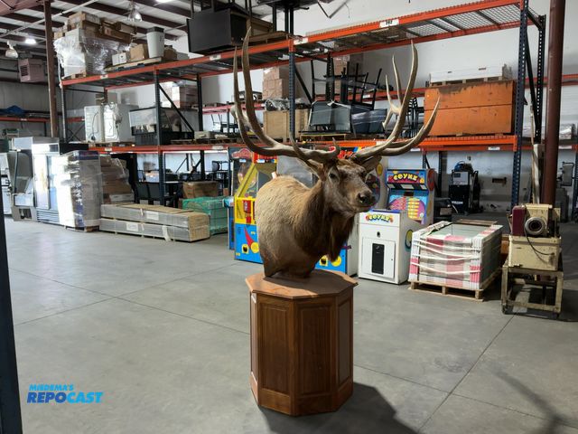 Lot 2-53658 - Rocky Mountain Elk 7x7 Shoulder Mount on Wooden Octagon Pedestal(DOBSON)