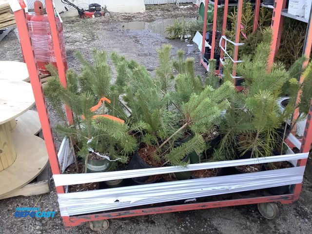 Lot 2-74297 - 50 pine scotch highland 18-24" very popular christmas tree, zones 3-7, fast growing trees that can g...