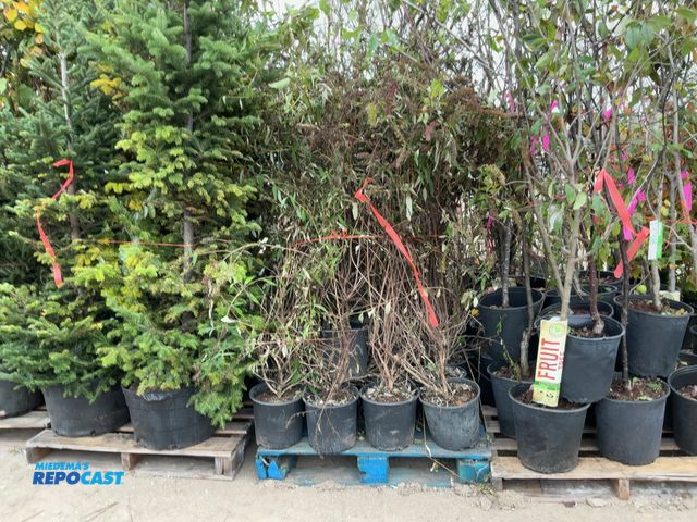 Lot 2-67683 - lot of (25) butterfly black night 4-5' #3pot grows 6-8' tall by 4-6' wide