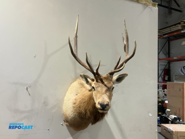 Lot 2-55750 - 5x6 Rocky Mountain Elk Shoulder Mount(DOBSON)