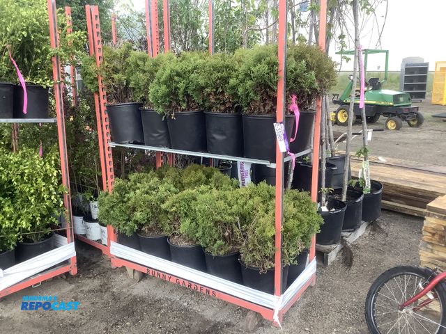 Lot 2-35969 - 20 Arborvitae Little Giant Trees
