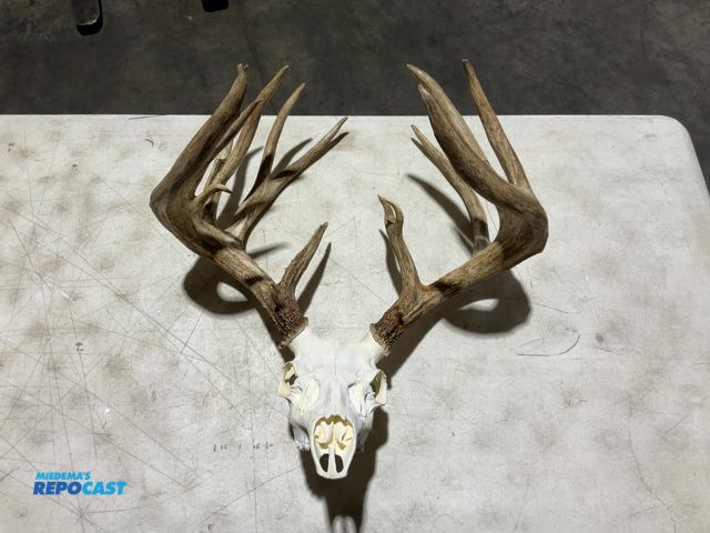 Lot 2-55776 - 17-Point Whitetail Deer European Mount(DOBSON)