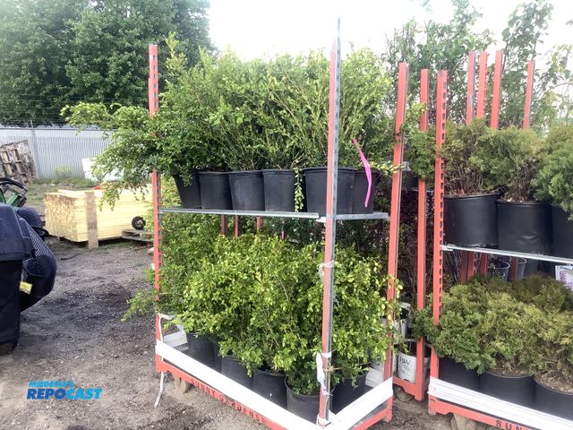 Lot 2-35970 - 20 Boxwood Wintergem Shrubs
