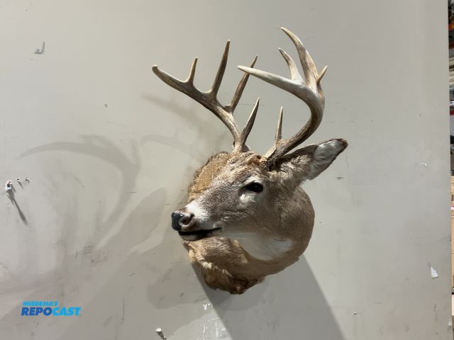 Lot 2-55752 - 11-Point Whitetail Deer Shoulder Mount(DOBSON)
