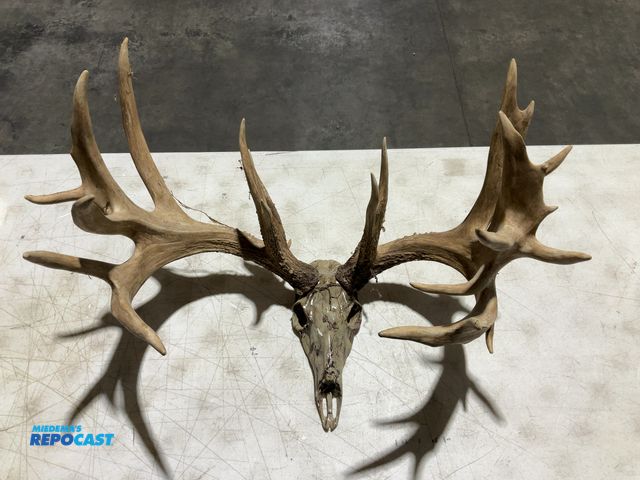 Lot 2-55766 - 21-Point Whitetail Deer Decorative European Mount(DOBSON)