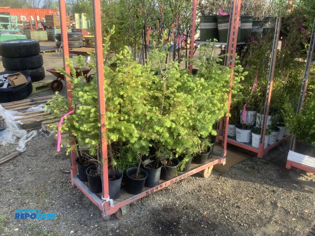 Lot 2-35966 - 40 Douglas Fir Trees