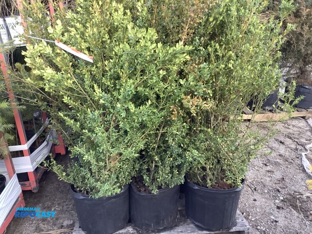 Lot 2-74295 - 15 boxwood green mountain 2-3' grows 4-5' tall by 2-3' wide zones 4-9 vigorous upright evergreen shr...