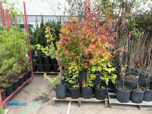 Lot 2-62982 - lot of (20) maple red 4-5' - grows 40-70' tall and 30-50' wide