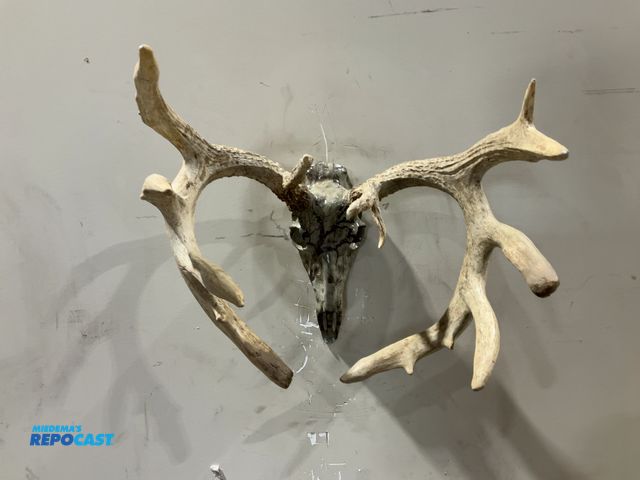 Lot 2-55758 - 12-Point Whitetail Deer Decorative European Mount(DOBSON)