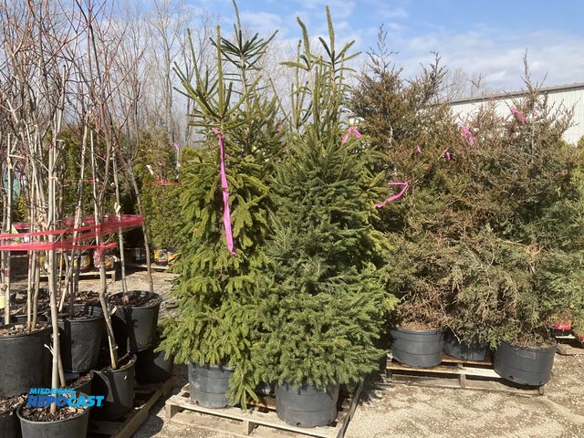 Lot 2-65640 - lot of (8) Spruce Norway 4-6' - grows 40-60' tall by 25' wide, fastest growing spruce (up to 2-3' pe...
