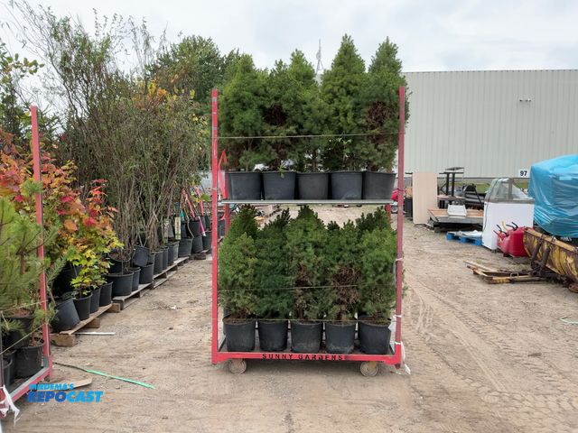 Lot 2-62983 - lot of (20) alberta dwaft 2-4' grows 6-10' tall and 5-6' wide zones 3-8 (cart not included)