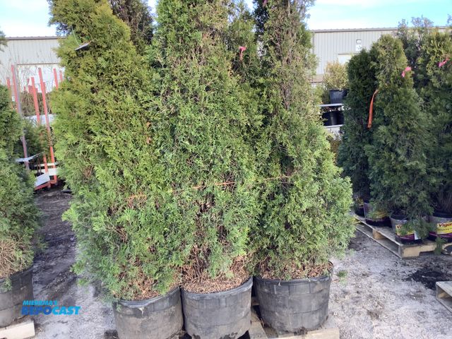 Lot 2-74264 - 16 arb emerald beauty 5-6' #10 pot grows 12-15' tall by 3-4' wide zones 3-7, great specimen or priva...