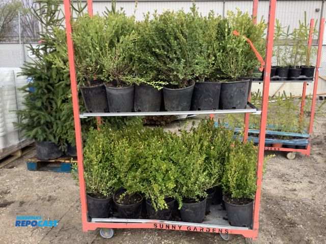 Lot 2-93629 - Lot of (30) Boxwood winter gem 12-15". Grows 3-4' tall and wide, excellent evergreen shrub for low h...