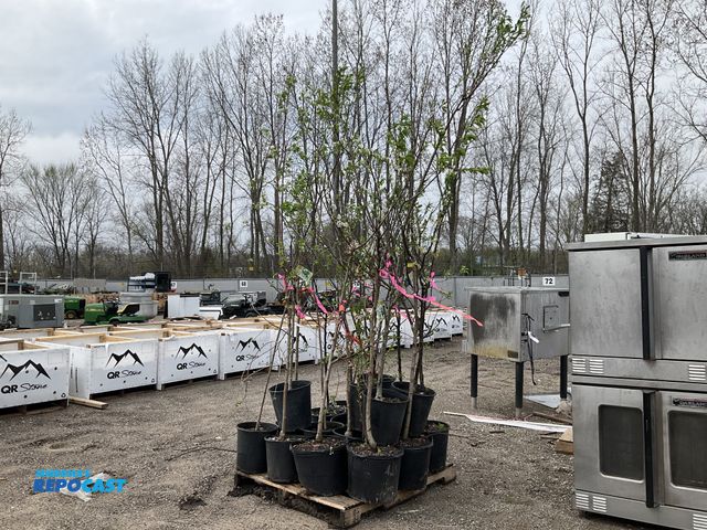 Lot 2-93806 - Lot of (20) Asst. Fruit Trees 5-6' #5 pot - includes: Apples, Peaches, Plums, Cherries, &amp; Walnut...