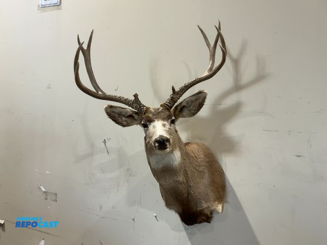 Lot 2-55481 - 10-Point Shoulder Mount Whitetail Deer(DOBSON)