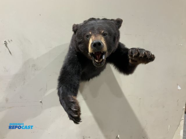 Lot 2-55471 - Black Bear Taxidermy Half-Body Wall Mount(DOBSON)