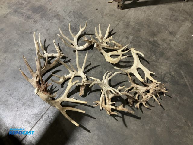 Lot 2-55785 - (11) Assorted Whitetail Deer Antlers(DOBSON)