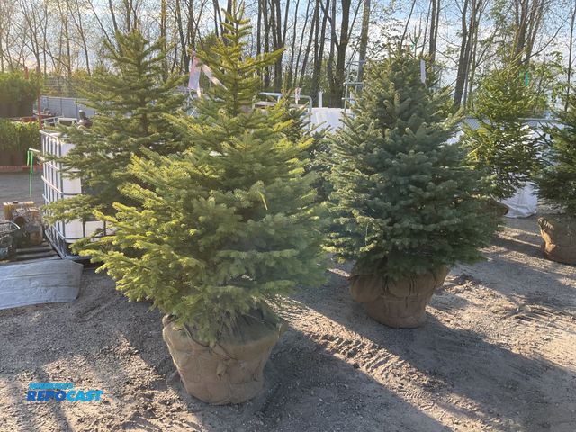 Repocast.com - Lot 2-25307 - Trees Lot of (4) blue spruce 5ft evergreen ...