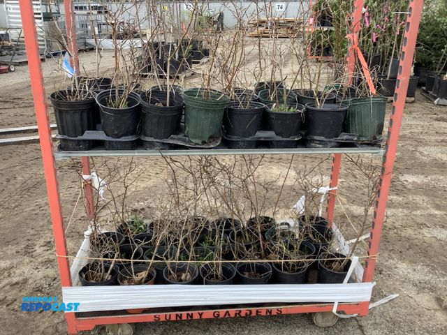 Lot 2-93630 - Lot of (50) Blueberry Elliot 12-18". Late season variety, very productive (up to 25 pounds per seaso...