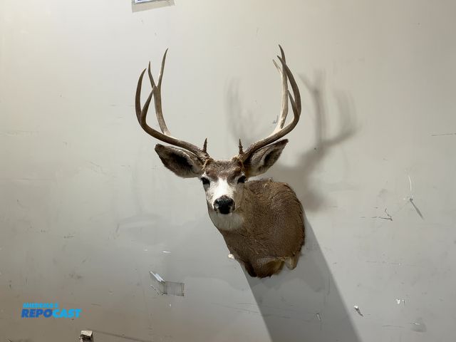 Lot 2-55328 - 5x5 Shoulder Mount Mule Deer(DOBSON)