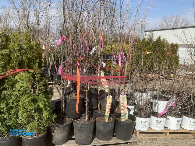 Lot 2-60999 - lot of (20) asst. fruit trees - 5-6' #5 pot - apples, cherries, peaches, plums, nectarines, and waln...