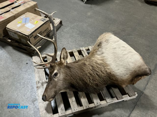 Lot 2-27237 - 10 point elk head