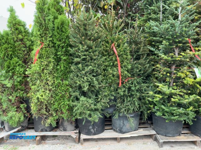 Lot 2-69499 - lot of (8) spruce norway 4-5' #10pots - grows 40-60' tall by 25' wide - fastest growing spruce...gre...