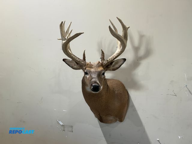 Lot 2-55331 - 13-Point Shoulder Mount Whitetail Deer(DOBSON)
