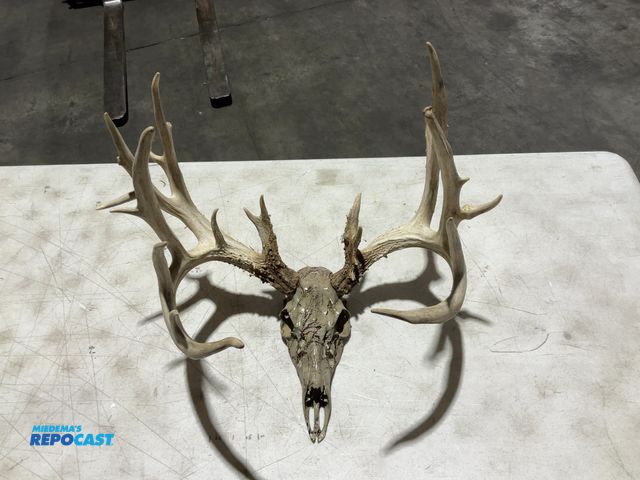 Lot 2-55782 - 20-Point Whitetail Deer Decorative European Mount(DOBSON)