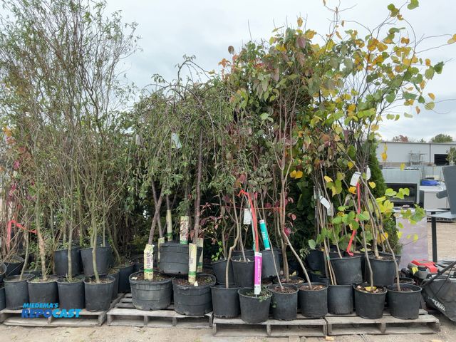 Lot 2-62956 - lot of (20) dodgoof flowering white 7-8' - grows 15-30' tall and wide zones 5-8 - small tree with sp...