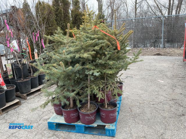 Lot 2-92132 - Lot of (16) spruce Colorado Blue #3 Pot, use for privacy or Christmas tree, Michigan grown evergreen...