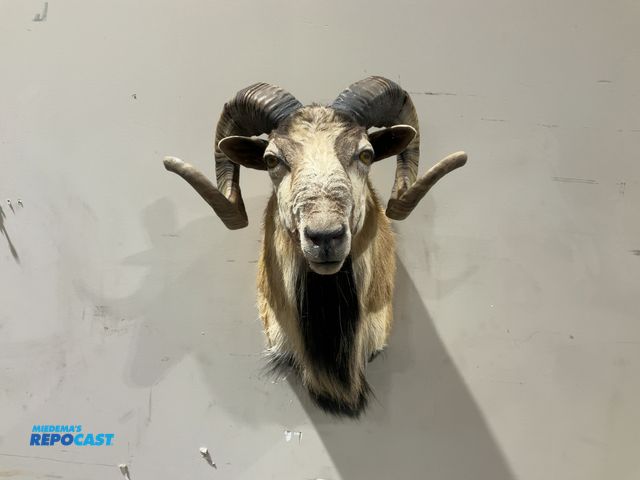 Lot 2-55470 - Corsican Ram Taxidermy Shoulder Mount(DOBSON)