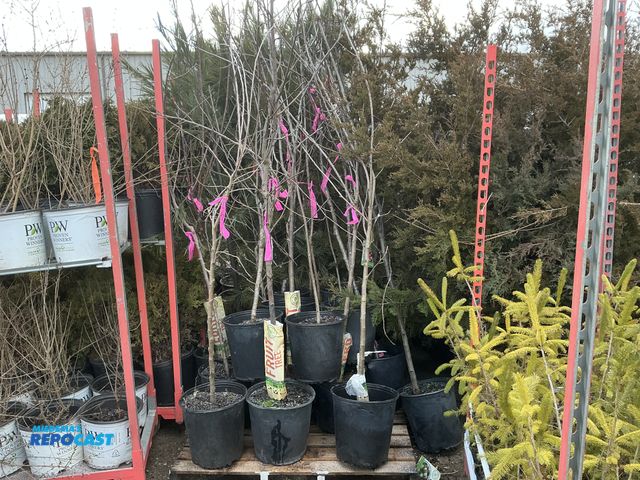 Lot 2-73127 - 20 assorted fruit trees 5-8' #5 pot apples, cherries, peaches, pears, plums, and walnuts, semidwarf,...